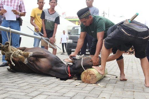 qurban 1443H 4